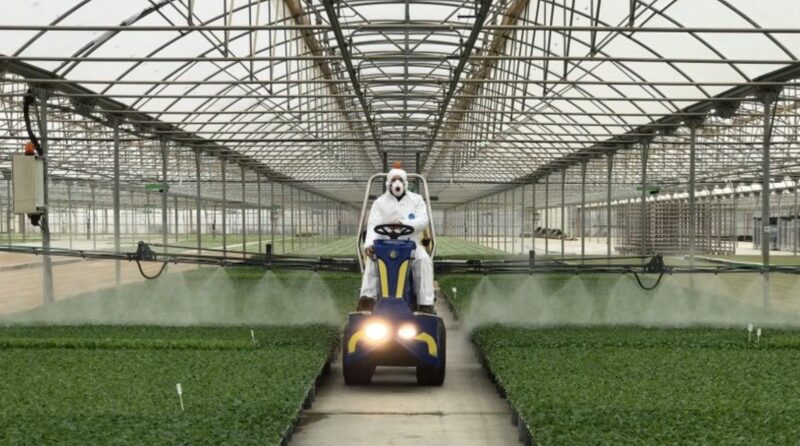 Un homme pulvérise des plantes dans une serre.
