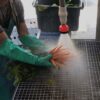 Washing bunched carrots