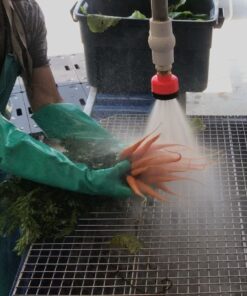Washing bunched carrots